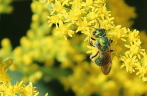 Green Bees or Green Sweat Bees are important pollinators.