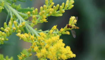 Stripetail Hoverfly is a pollinator for Goldenrod