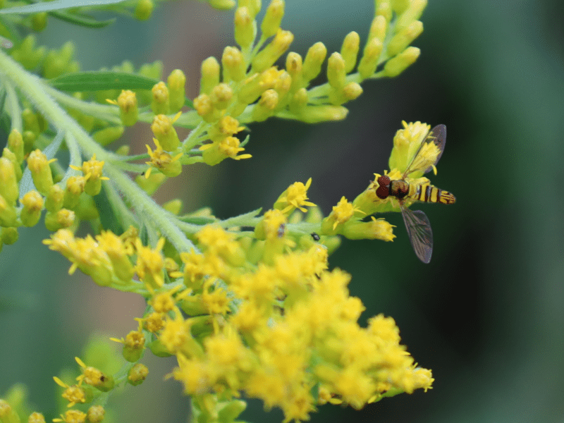 Stripetail Hoverfly is a pollinator for Goldenrod