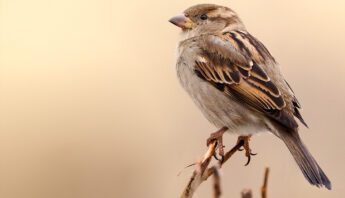 Sparrow on farm