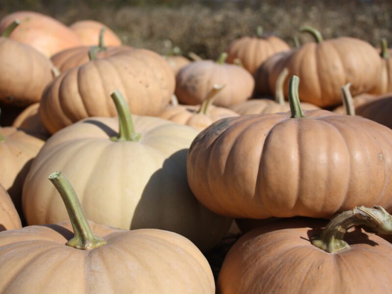 Nice yield of pumpkins on the farm