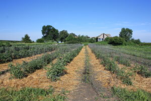 Straw mulch in intercropped field