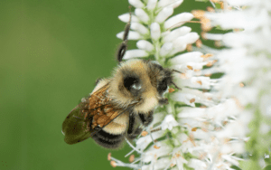 A bumble bee harvests pollen from delicate white flowers against a bright green background.