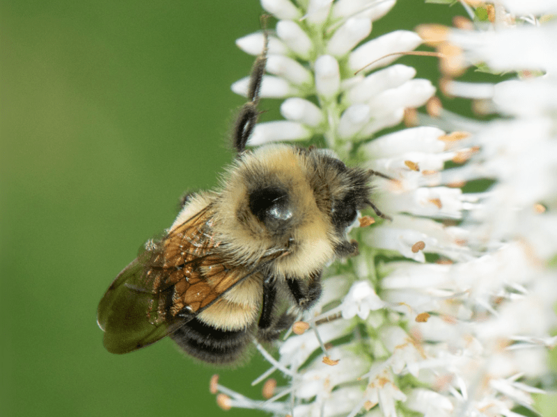 A bumble bee harvests pollen from delicate white flowers against a bright green background.