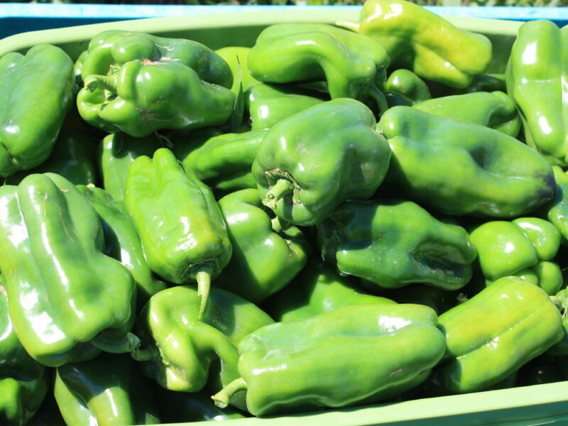 Container with bell peppers before dicamba