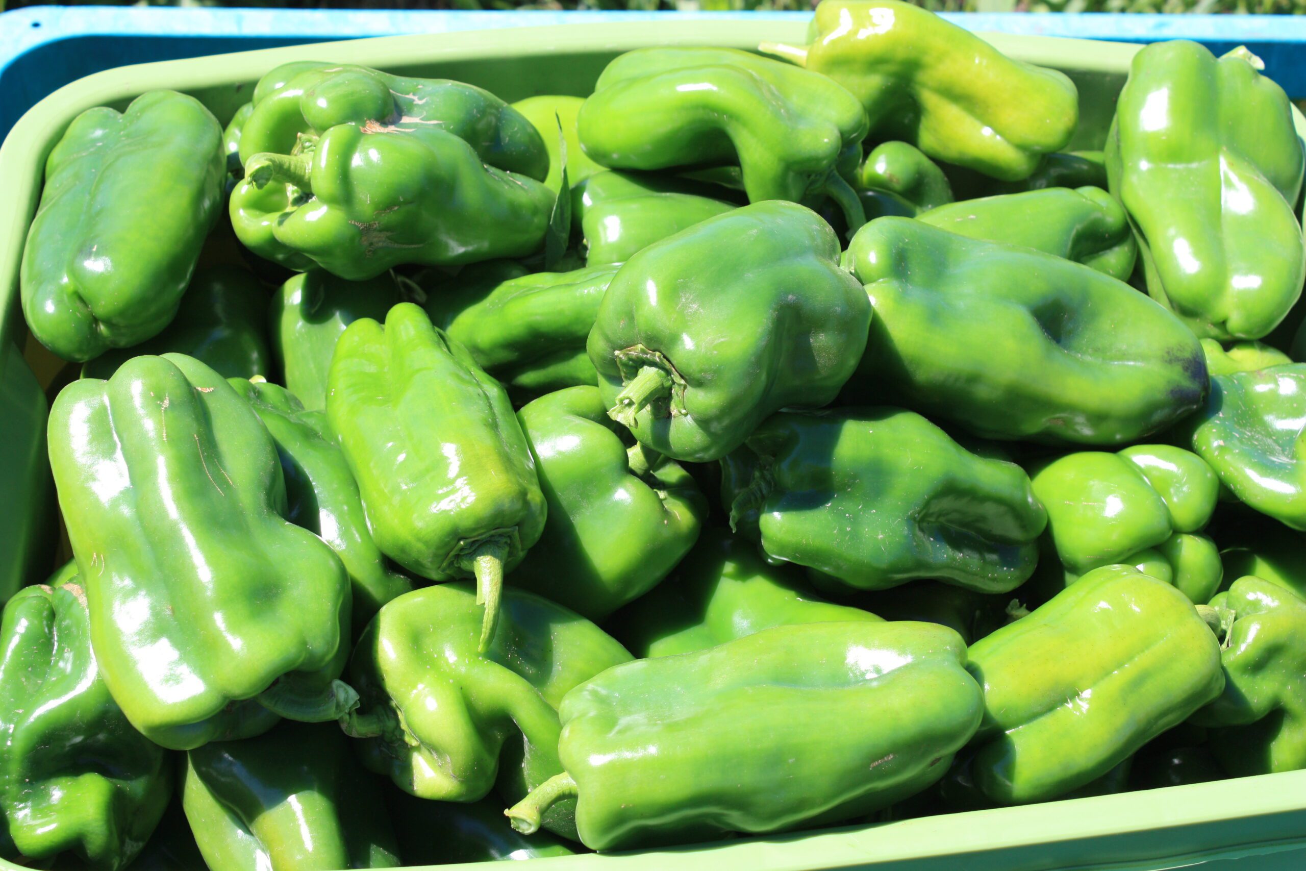 Container with bell peppers before dicamba