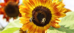 Pollinators on sunflower