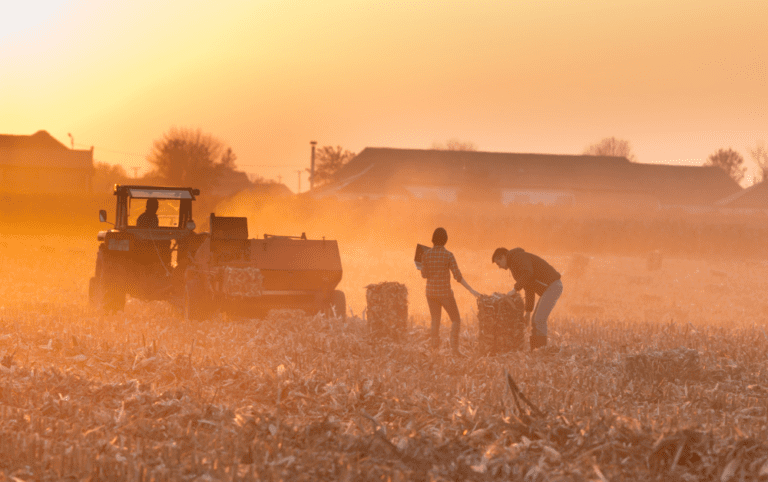 Sunset Farmers in Field