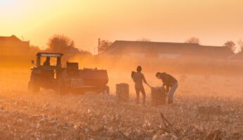 Sunset farmers in field
