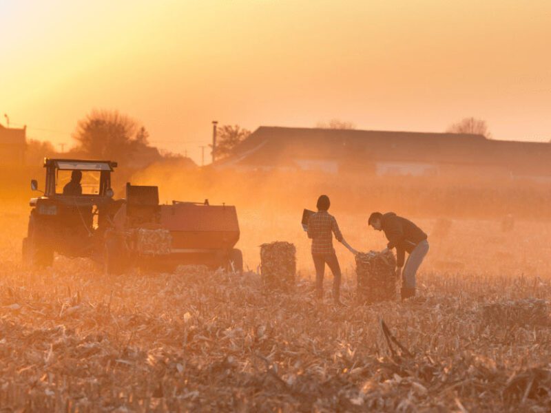 Sunset farmers in field
