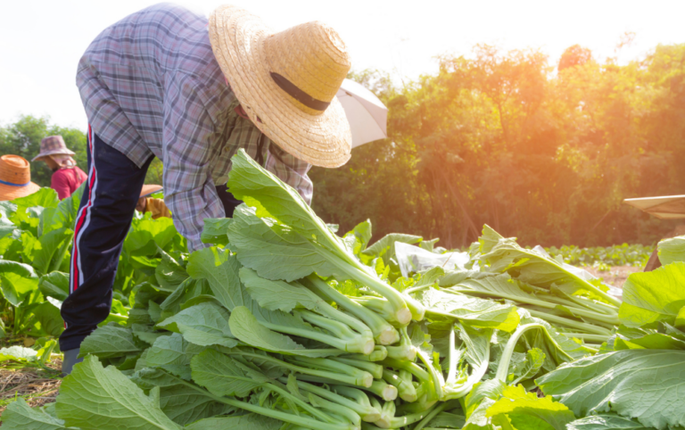 A farmworker wearing a straw hat bends over in a field to harvest large leafy plants. The sun beats over their back.