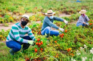 farmworkers tend to tomato plants in a field wearing protective clothing and masks