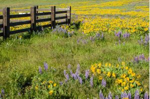 a field of purple and yellow flowers is shown with a small fence
