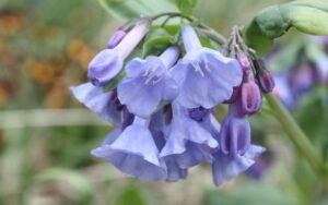 Purple Virginia Bluebells hang from their stem against a lush green background.