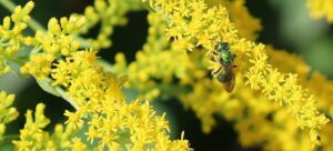 Green Bee pollinator