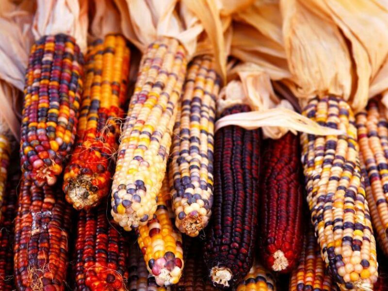 multicolor corn glyphosate statement 1