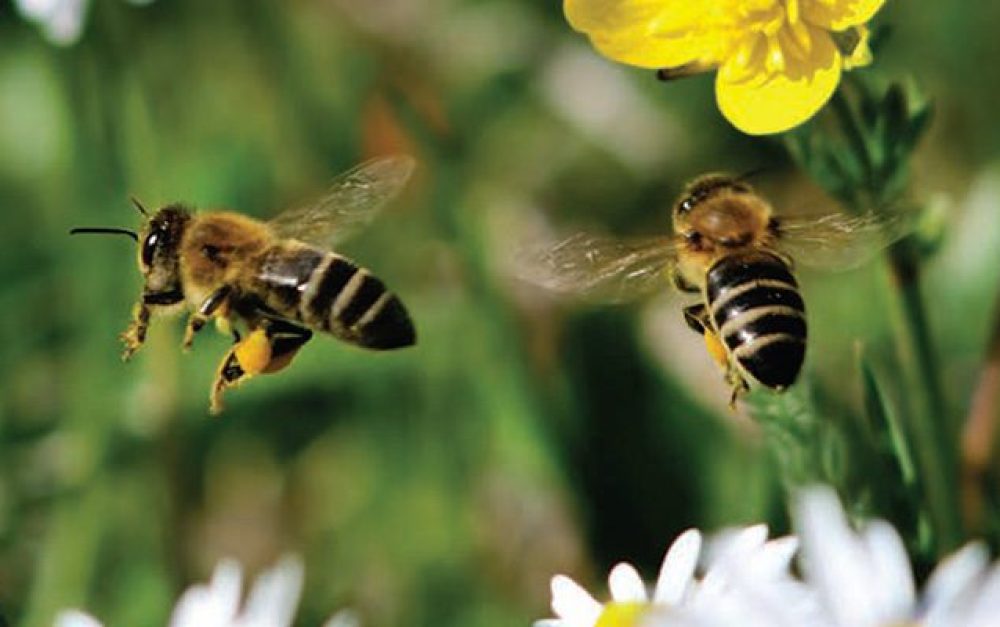 2-bees