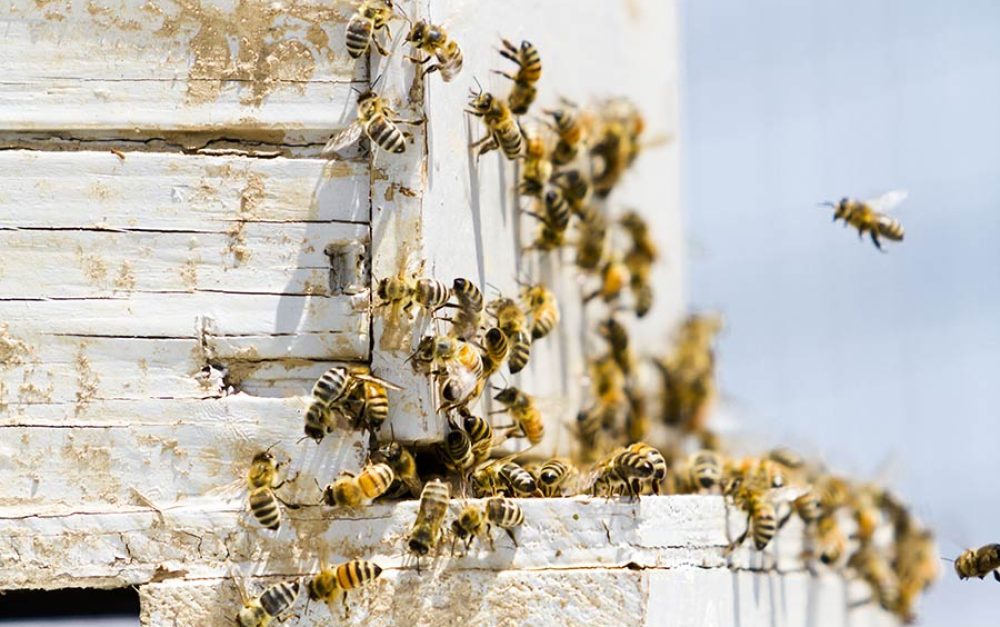 Beekeeping-minnesota