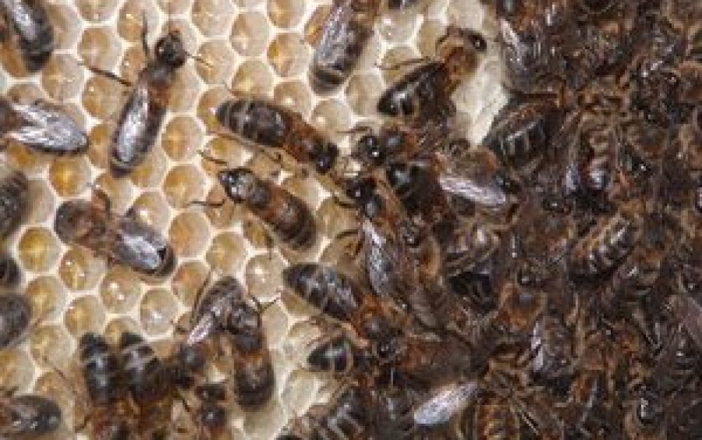 Bees-honeycomb