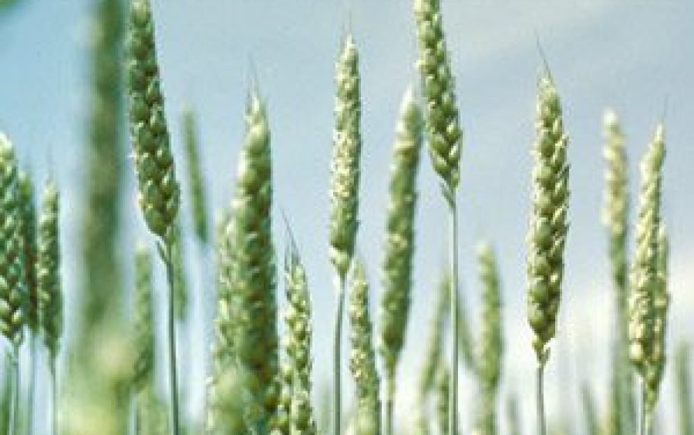 GE-wheat-contamination-groundtruth-blog-image