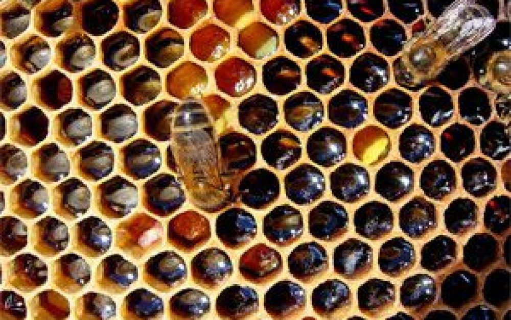 GT_honeybeescomb