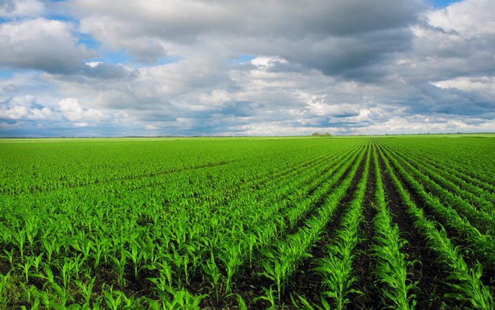 Green-corn-field-gmo