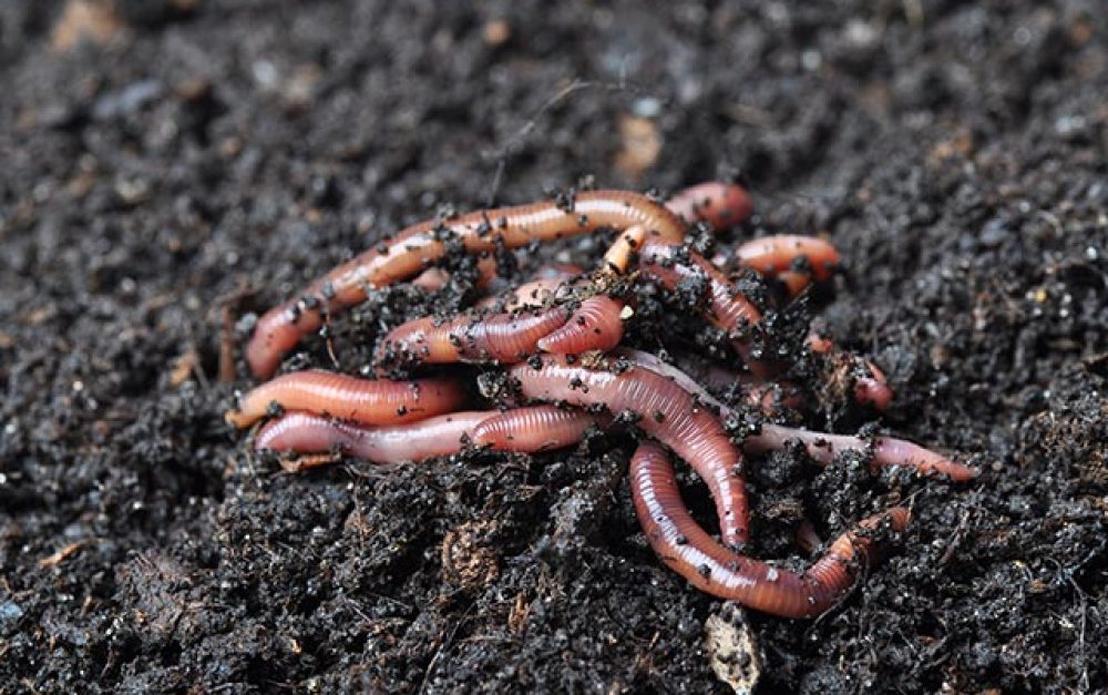 Got worms? Why healthy soil matters.
