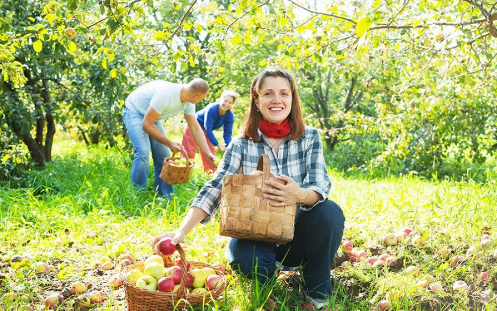 Happy-farmer-gathers-apples