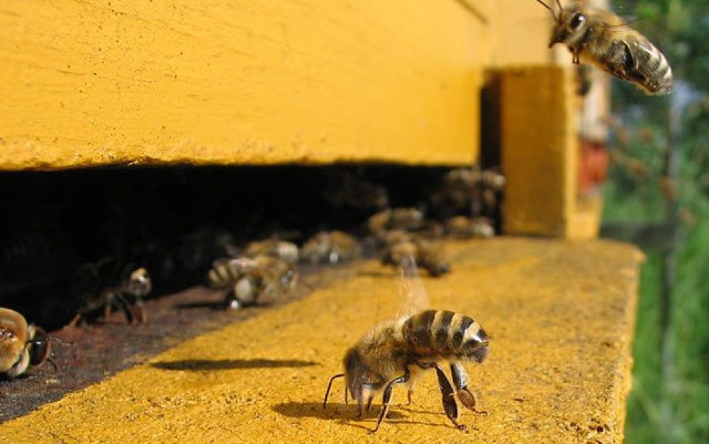 Honeybee-hive
