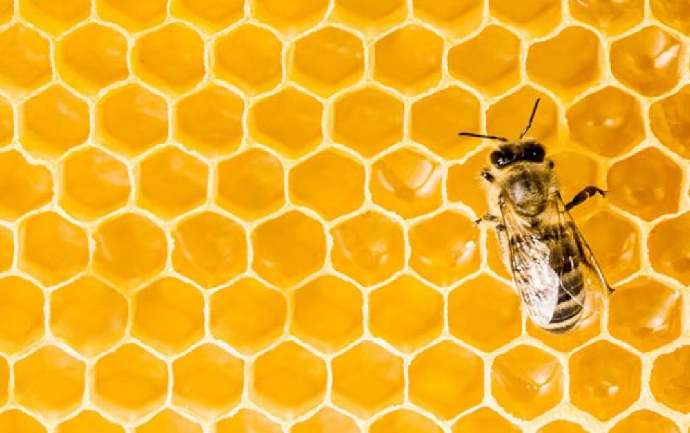 Macro-of-working-bee-on-honeycells.