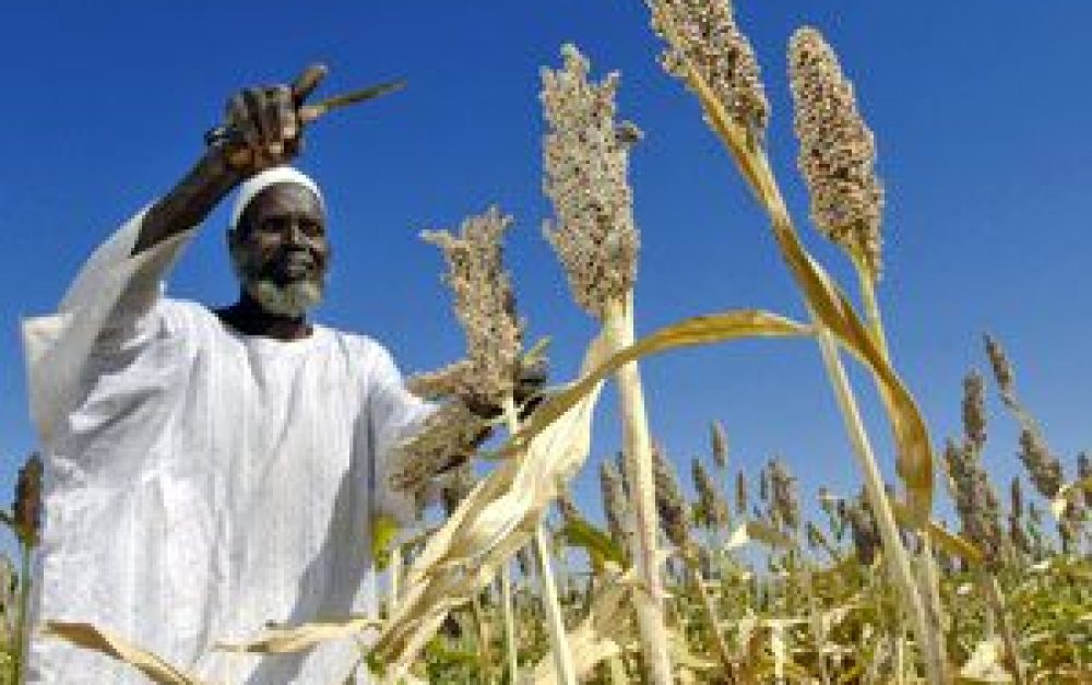 african-farmer-Sorghum-Sudan