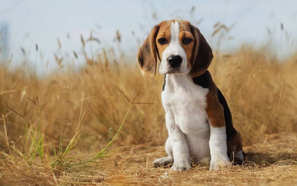 beagle-field