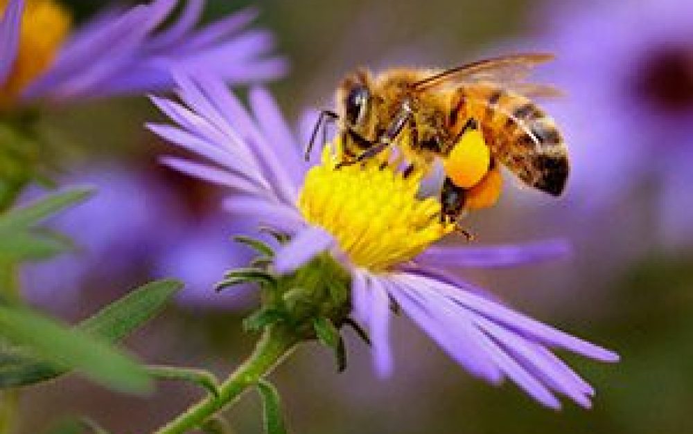 bee-bill-bee-purple-flower-groundtruth-blog-image