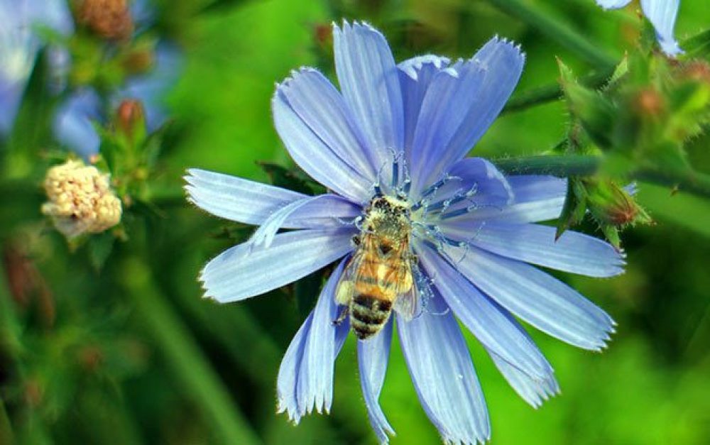 bee-blue-flower