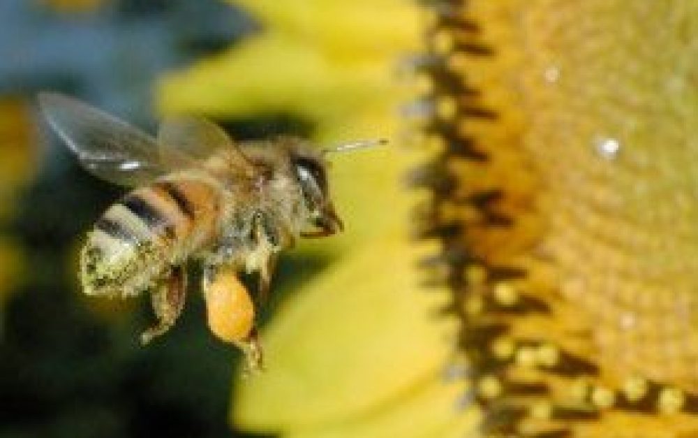 bee-pollen