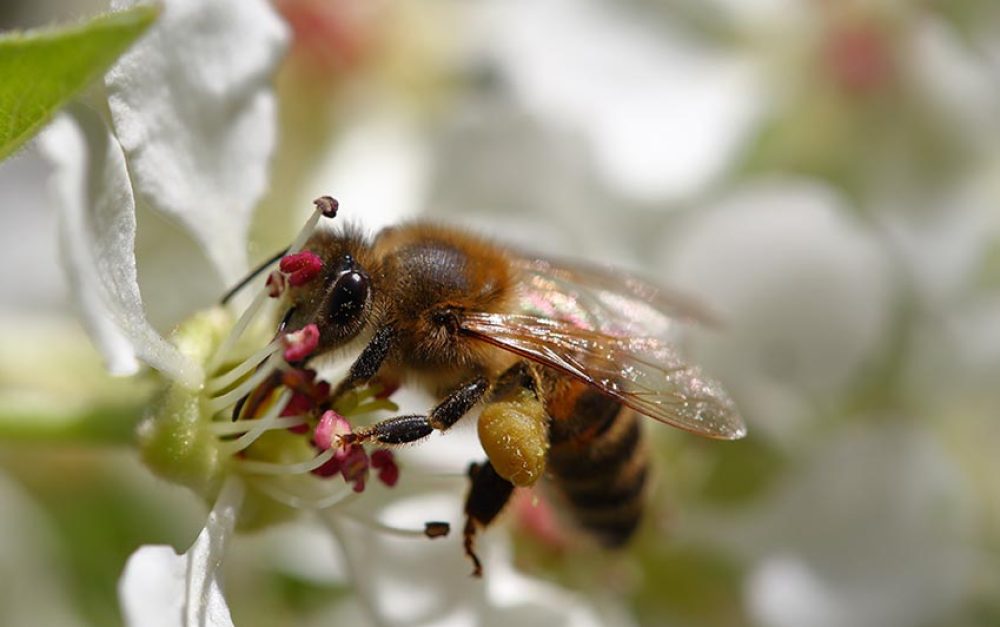 bee-pollinate-minnesota