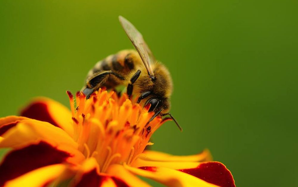 bee-pollinate-minnesota