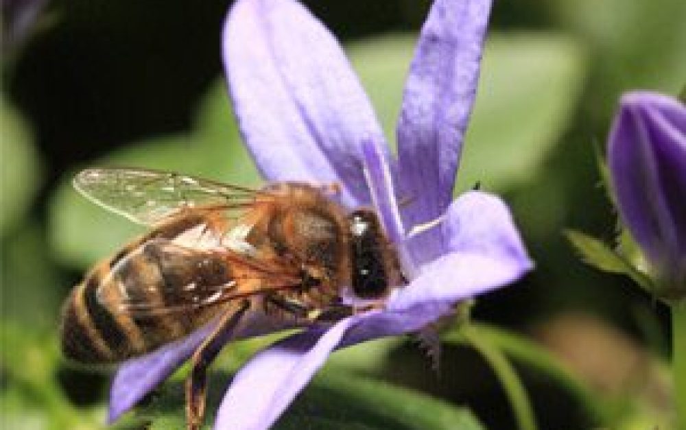 bee-purple-flower-gt-blog