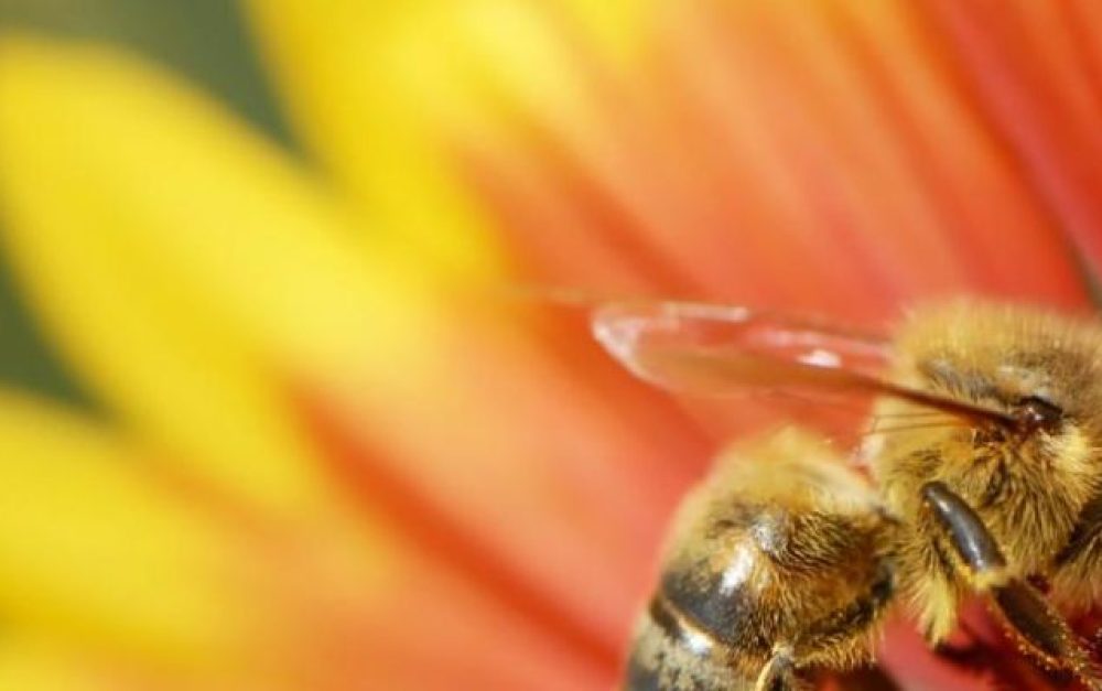 bee-red-yellow-flower