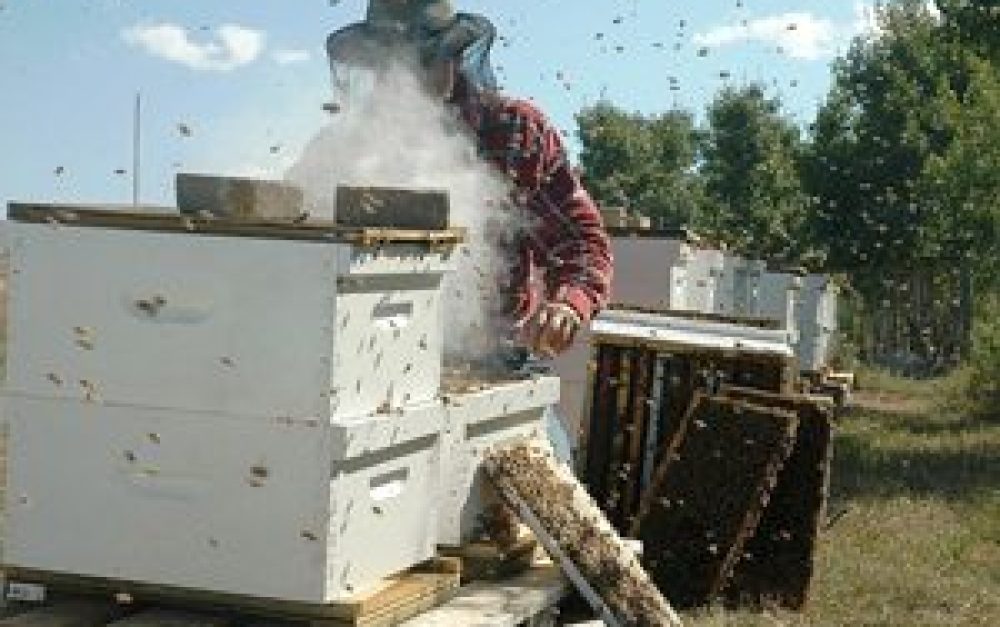beekeeper-smoke-hive