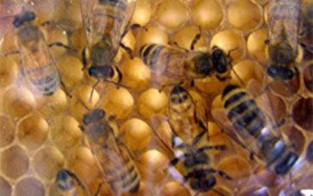 bees-busy-comb