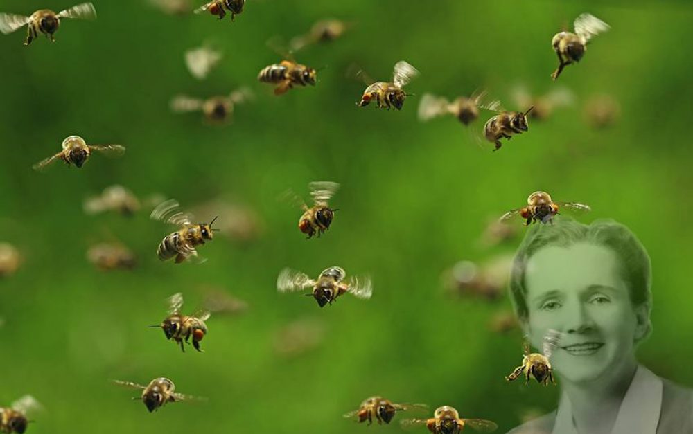 bees-carson