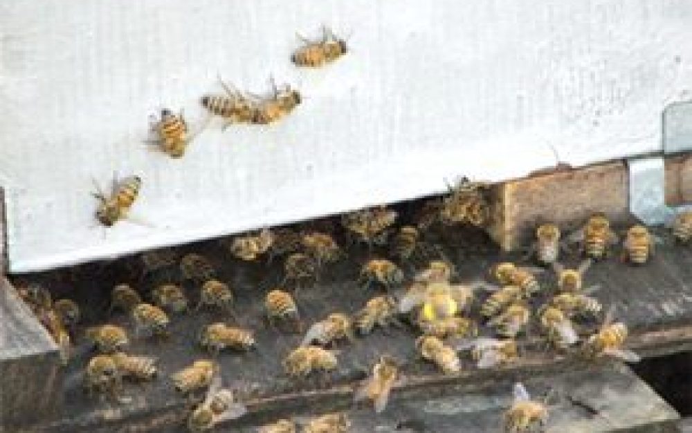 bees-cling-hive