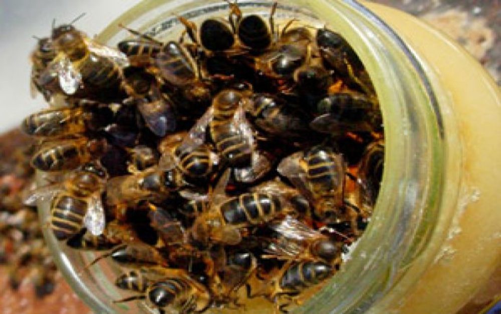 bees-jarclose