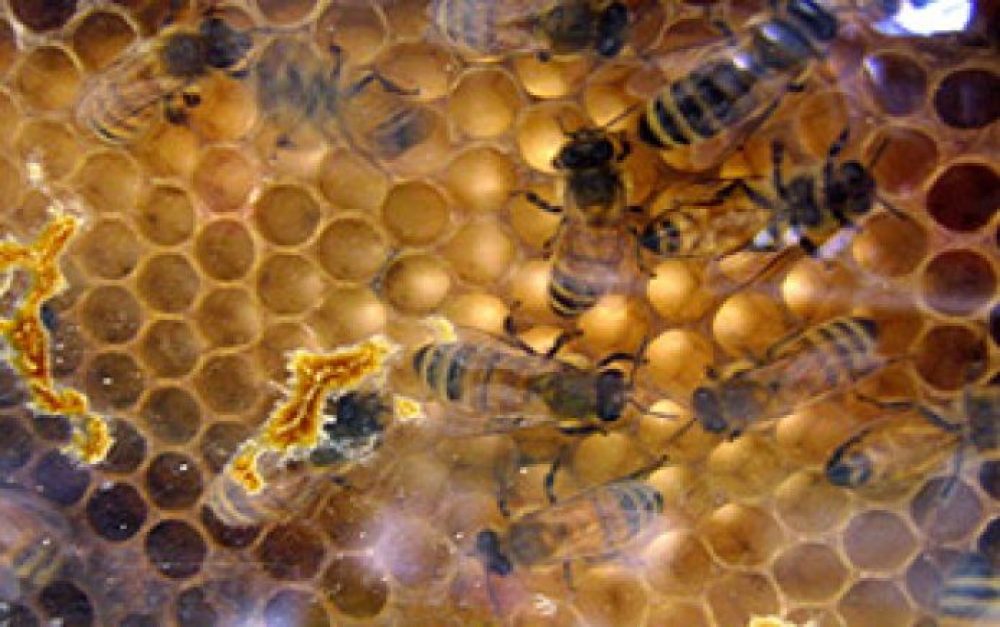 bees-on-comb