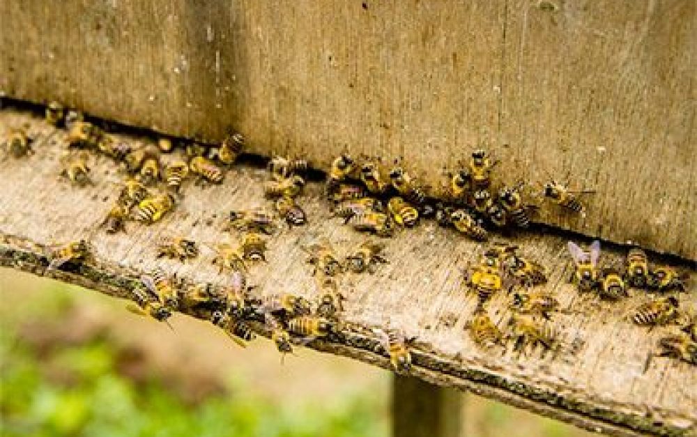 bees-on-hive