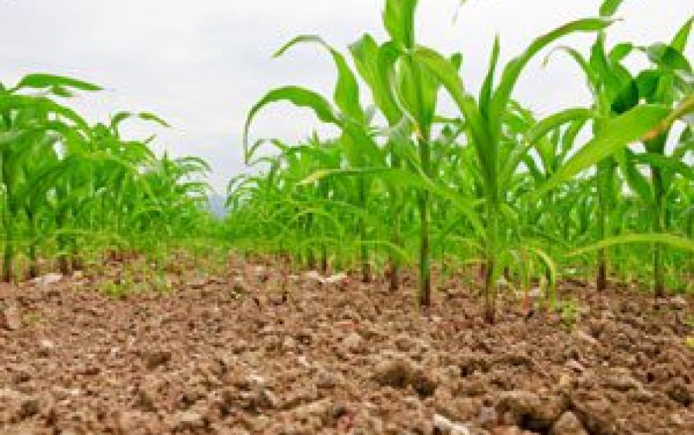 corn-field-soil