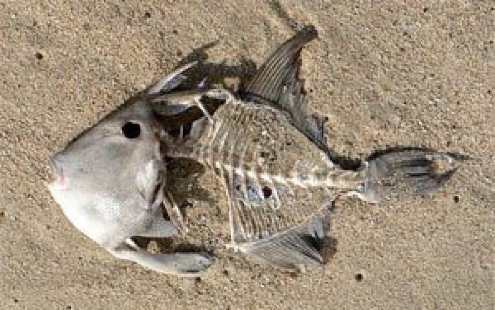 dead-fishskeleton