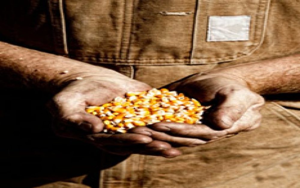 farmer-corn-seeds-hand