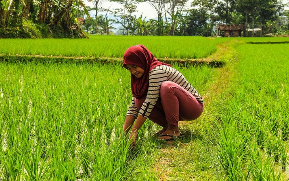 farmer-tending-rice